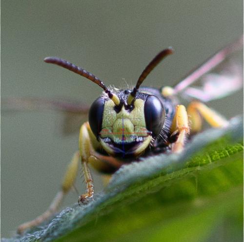 Réf. 245 822 : Cerceris rybyensis
